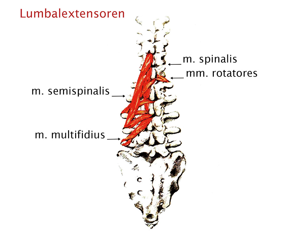 Lumbalextensoren